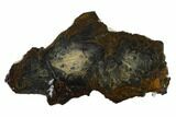 Mammoth Molar Slice With Case - South Carolina #135310-1
